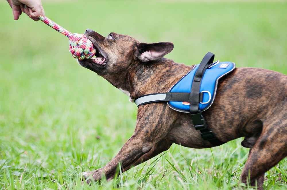 BALL FOR DOG 'PARROT'