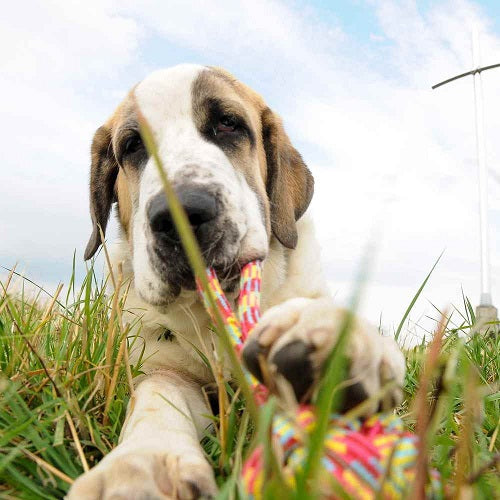 BALL FOR DOG 'PARROT'