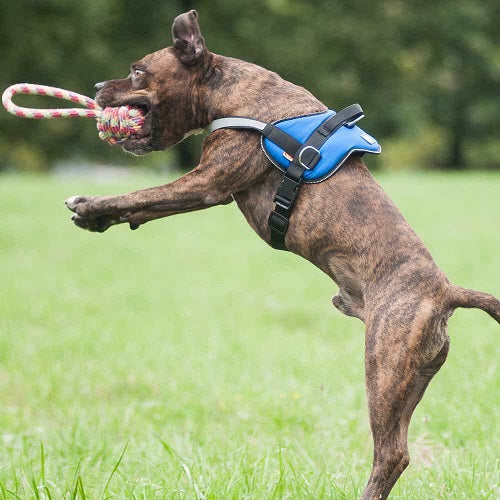 BALL FOR DOG 'PARROT'