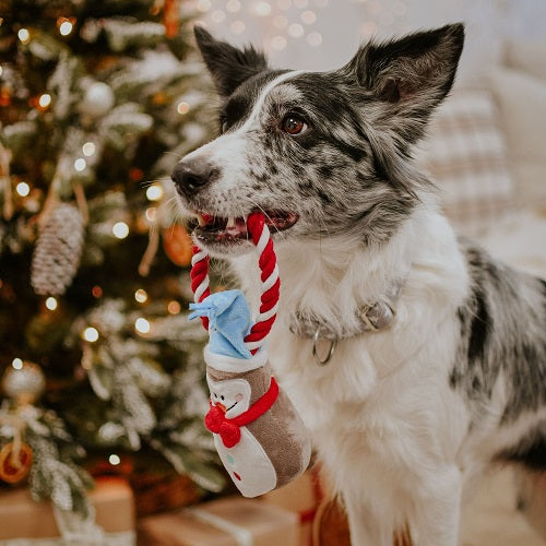 DOG TOY - PINGUIN