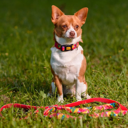 EXTENDABLE LEASH FOR DOG AMERICA NEVADA