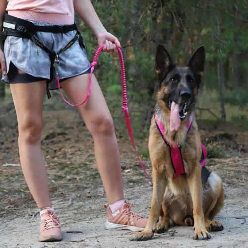 LEASH WITH SHOCK ABSORBER