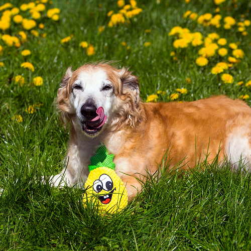 PLUSH DOG TOY - PINEAPPLE