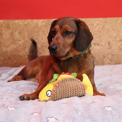 PLUSH DOG TOY - TACO