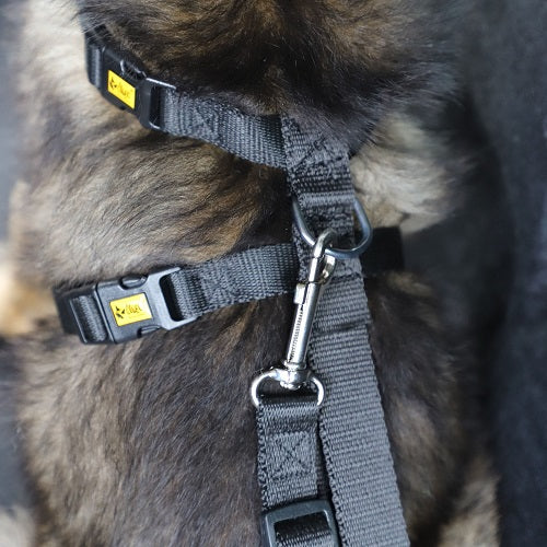 SAFETY BELT FOR A DOG