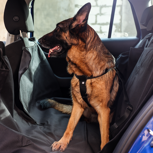 SAFETY HARNESS FOR A DOG FOR CAR