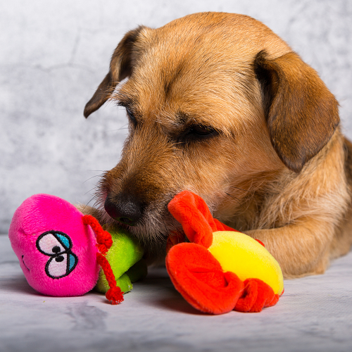 SENSORY DOG TOY - HENRY THE BUTTERFLY