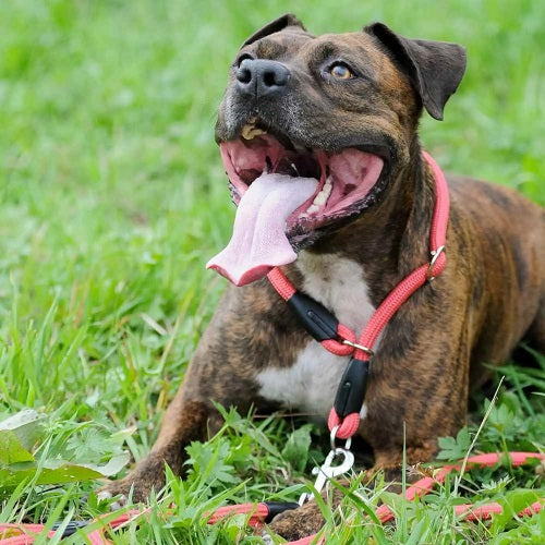 TIGHTENED COLLAR FOR DOG- SNAKE