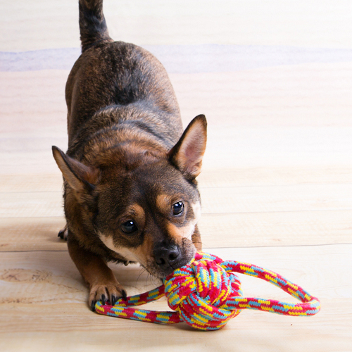 TUG BALL "PARROT" FOR DOG