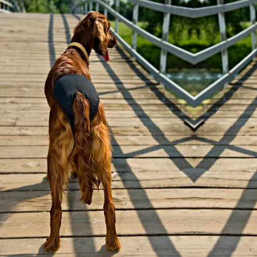 WASHABLE DOG DIAPERS