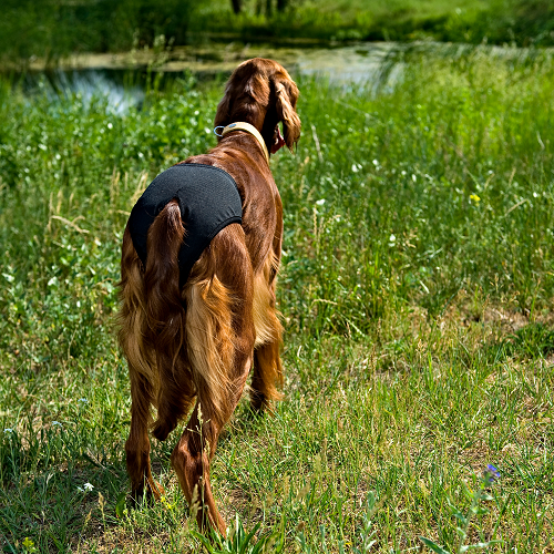 WASHABLE DOG DIAPERS